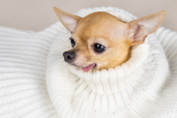 Chihuahua Cozy