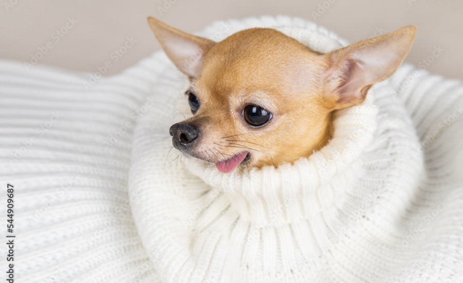 Chihuahua Cozy